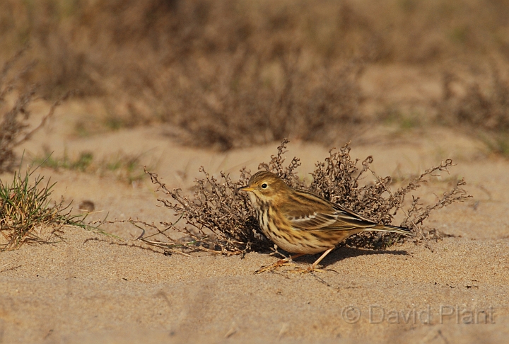 Meadow pipit  in saltmarsh - B.jpg - Meadow pipit in saltmarsh - Norfolk